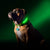 LED Pet Glow Dog Collar