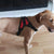 Adjustable Dog Harness