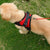 Adjustable Dog Harness