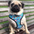 Cute Colorful Dog Harness